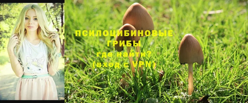 Псилоцибиновые грибы Cubensis  купить наркотик  Карачаевск 